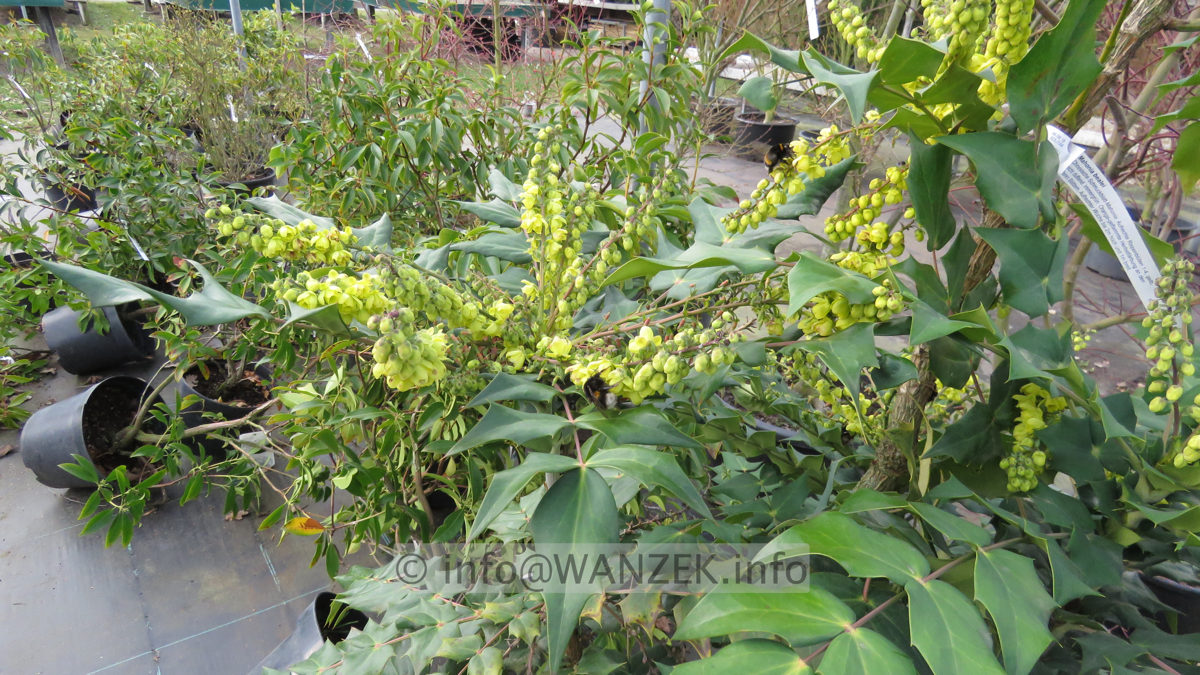 Mahonia bealei 06.JPG